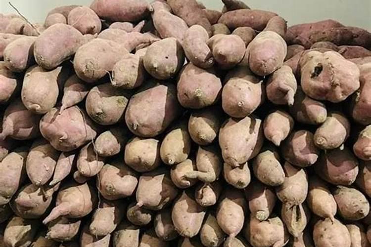 红薯的保鲜秘籍：掌握关键点，长久享受甘甜