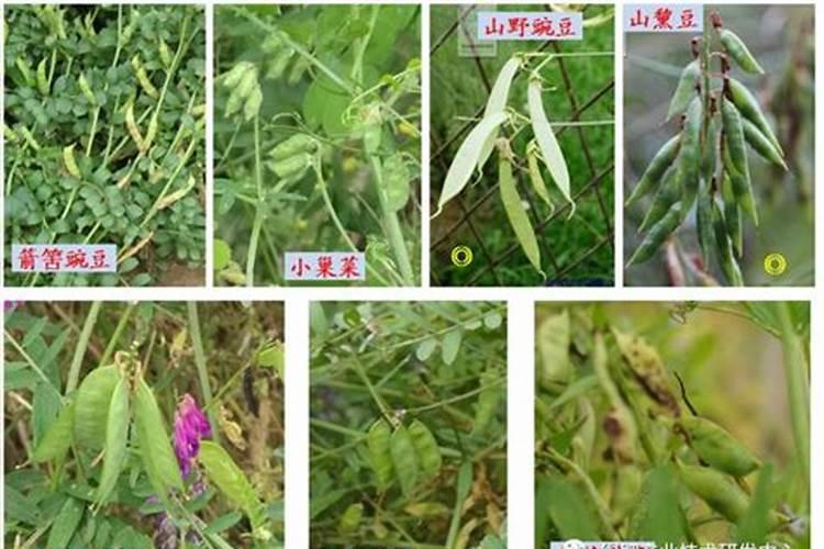绿肥的黄金种植期与关键注意事项