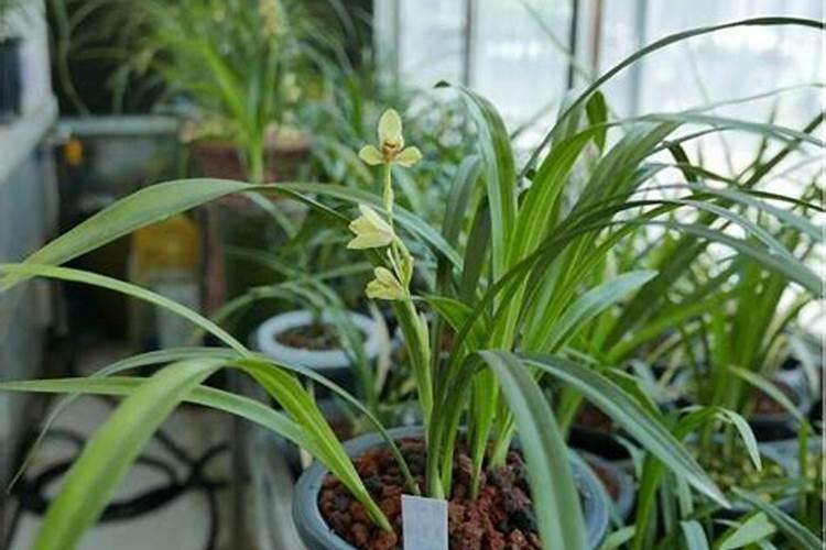 绽放生机：兰花叶面肥施用技术揭秘