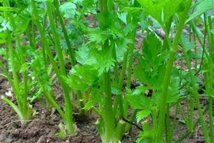 如何解决芹菜心腐病？