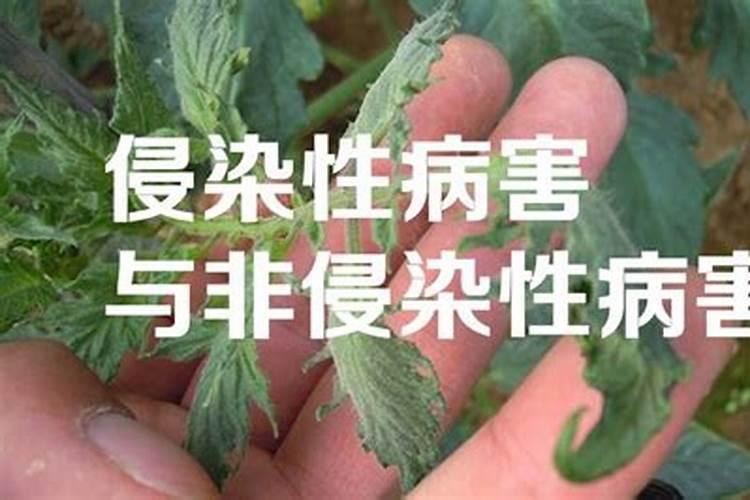 侵染性病害的防治方法有哪些？