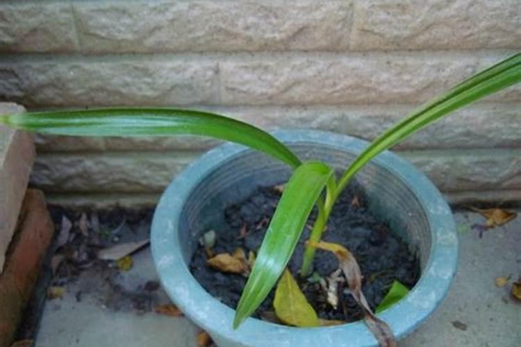 求植物名