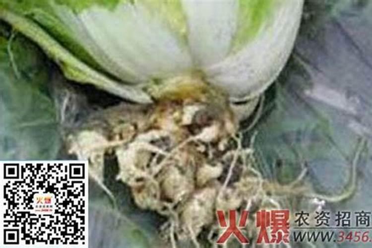 大白菜根肿病危害症状及防治方法？