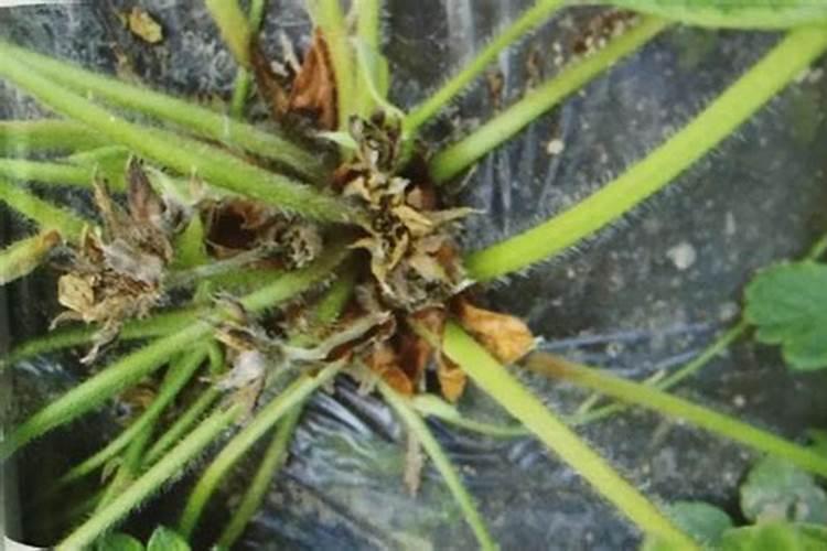 草莓根茎空心是什么原因，芽枯病治疗方法？