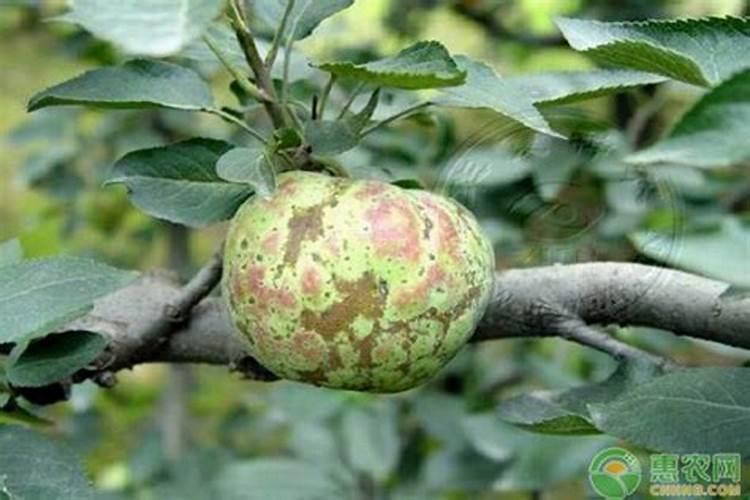 苹果锈病症状、发生规律及防治方法？