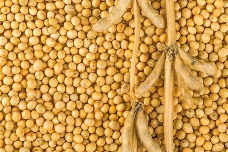 大豆种植如何实现高产丰收？巧施磷肥效果好