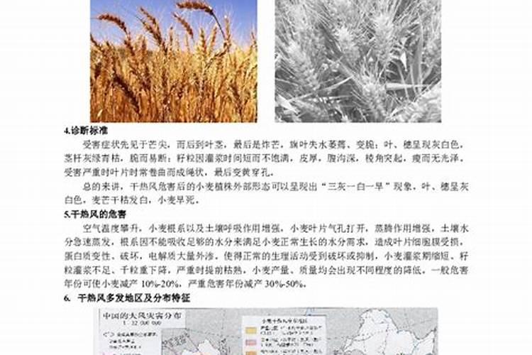 对干热风的防御措施有哪些？