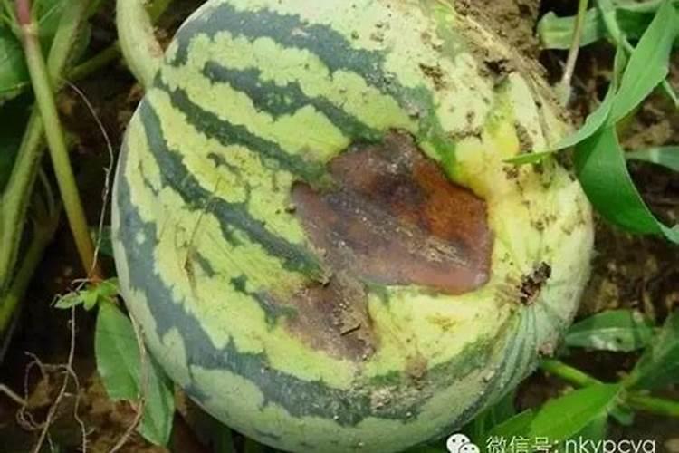 田间守护者：西瓜果腐病的科学预防策略