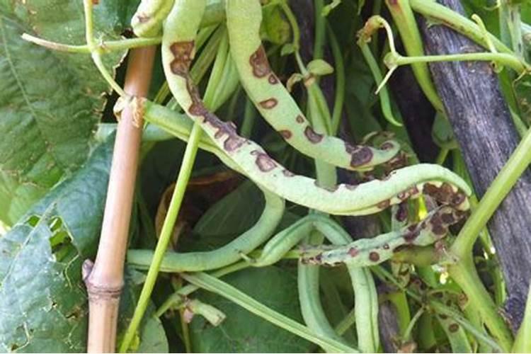 豇豆守护者：科学用药战胜豇豆锈病