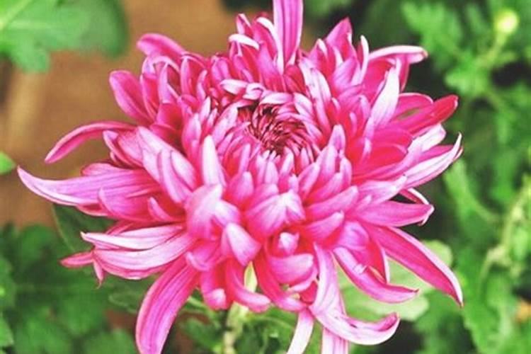 菊花不开花的原因