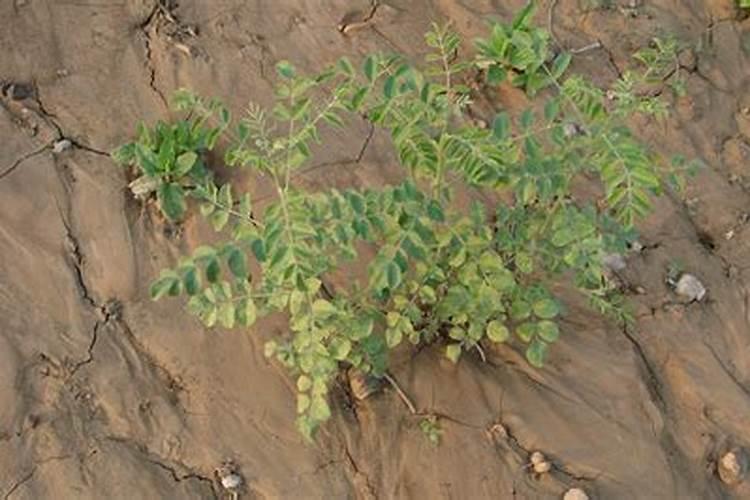 甘草种植管理的艺术：关键要点与注意事项