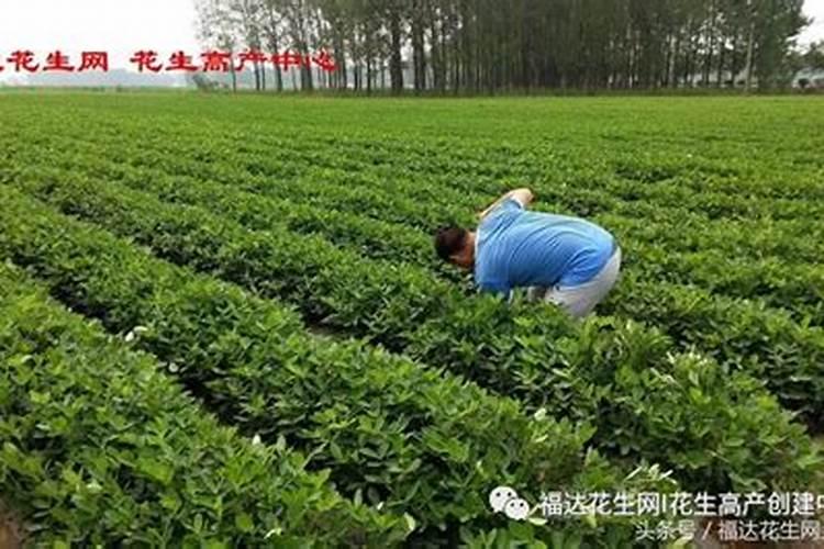 揭秘麦套花生的施肥之道：迈向丰收的关键步骤