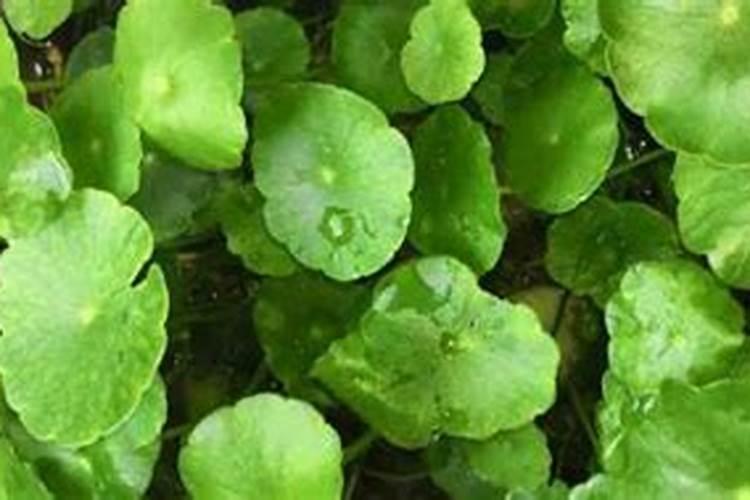 铜钱草为何总是烂根铜钱草烂根怎么消毒