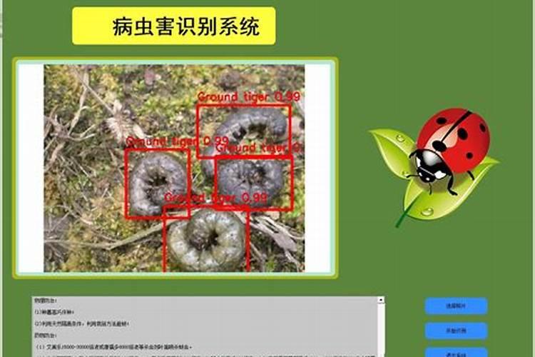 守护番茄园：主要害虫识别与防治策略