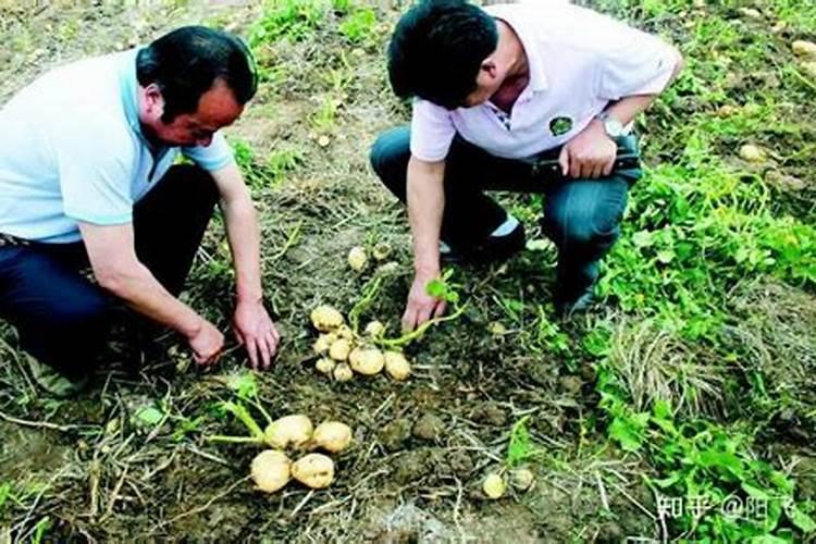 土豆有一种“免耕盖稻草”栽培法,能详细介绍一下吗？