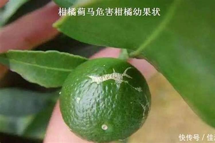 柑橘蓟马怎么防治？