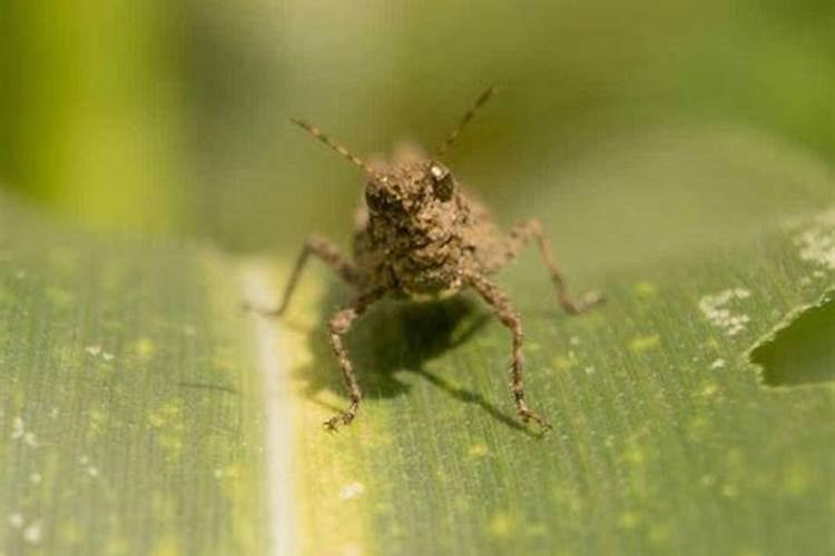 黄冠梨病虫害防治：守护甘甜每一刻