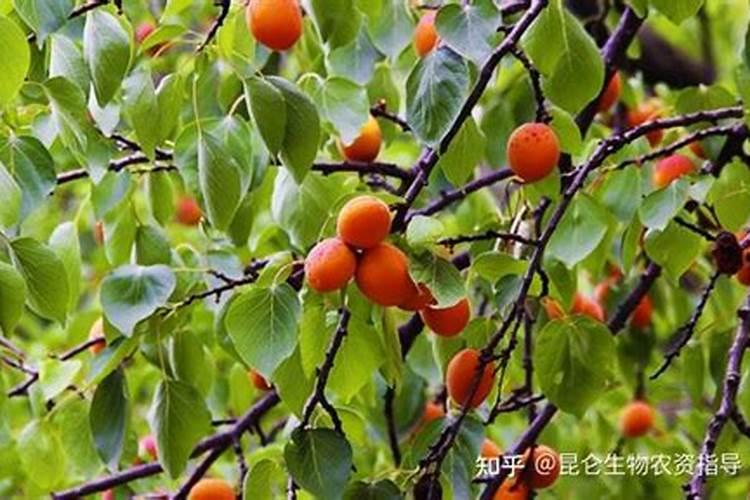 杏树花开，药剂护果——揭秘杏树保花保果的秘籍