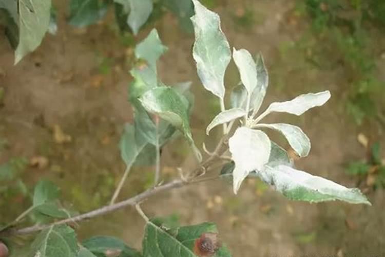 夏季注意防治苹果白粉病