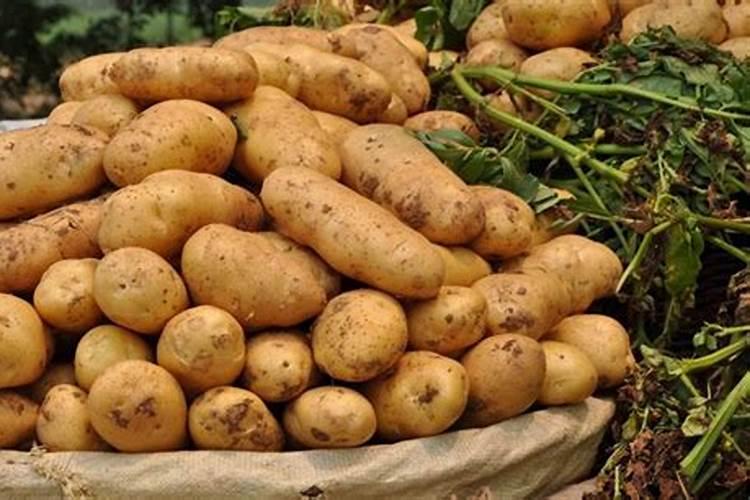 寒地金宝：冬早高产马铃薯“昆薯五号