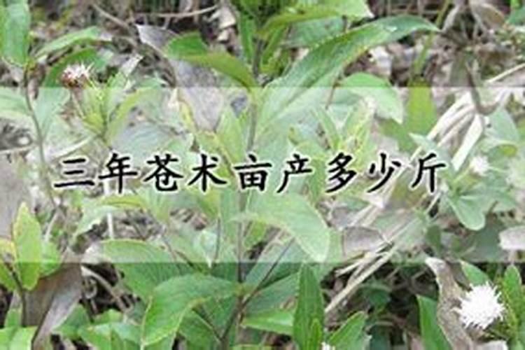 三年苍术亩产量是多少？