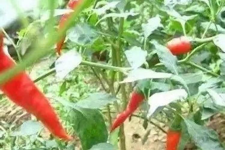 你真的知道辣椒花果期怎么管理吗？