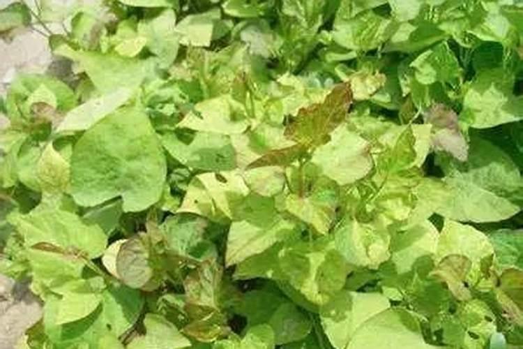 甘薯病虫害防治：策略与实践