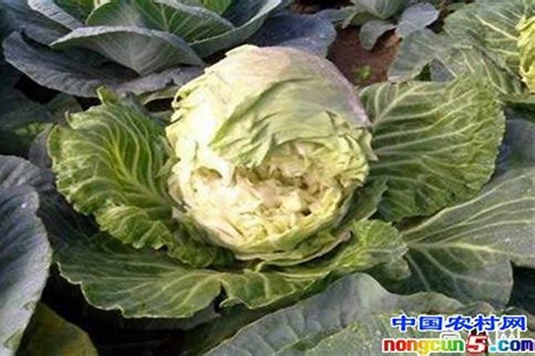 甘蓝起泡怎么回事，甘蓝起泡防治措施？
