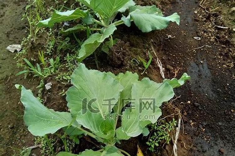 红色包心菜栽培技术