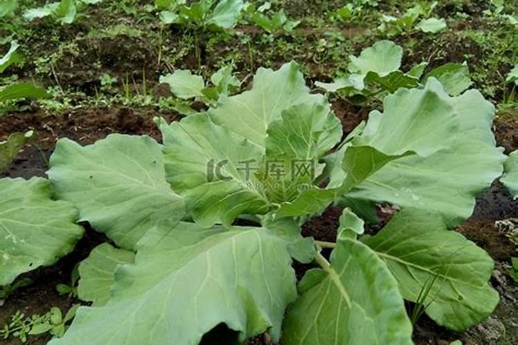 红色包心菜种植