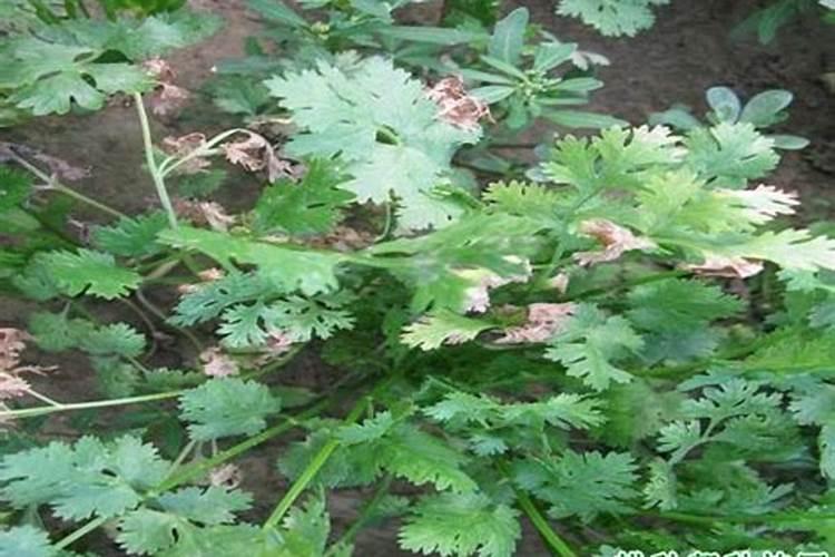 农民种植香菜时，如何防治叶枯病呢？
