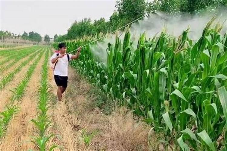 夏玉米苗后除草剂的正确使用与药害防控