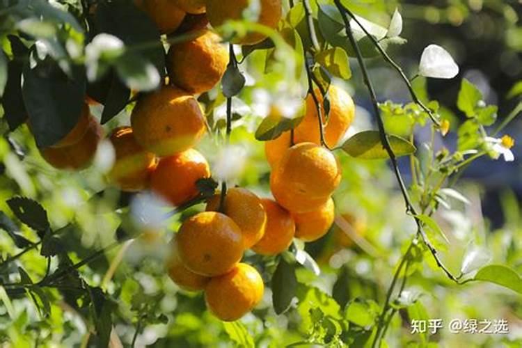 喷除草剂就种上沙糖桔,土壤对沙糖桔产生药害要如解救。