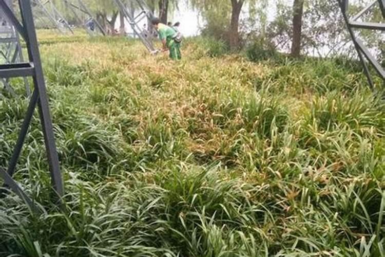 绿意盎然：草头的种植秘籍与最佳时机