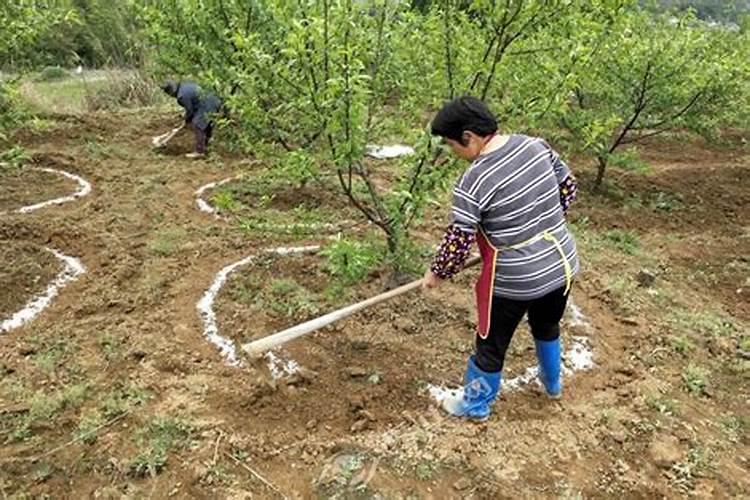 春季苹果园的黄金养护期：适时适量施肥技术大揭秘