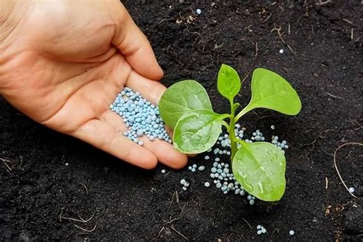 给花施氮肥用什么肥料比较好用？