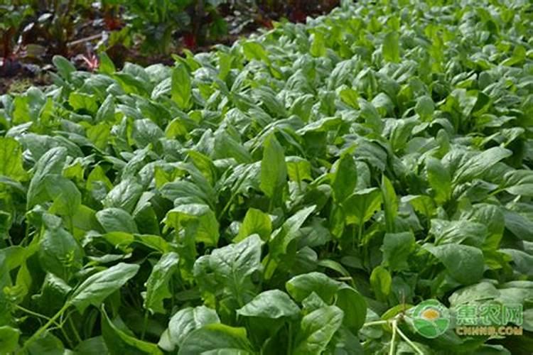 夏季菠菜死棵的原因是什么，怎么预防？