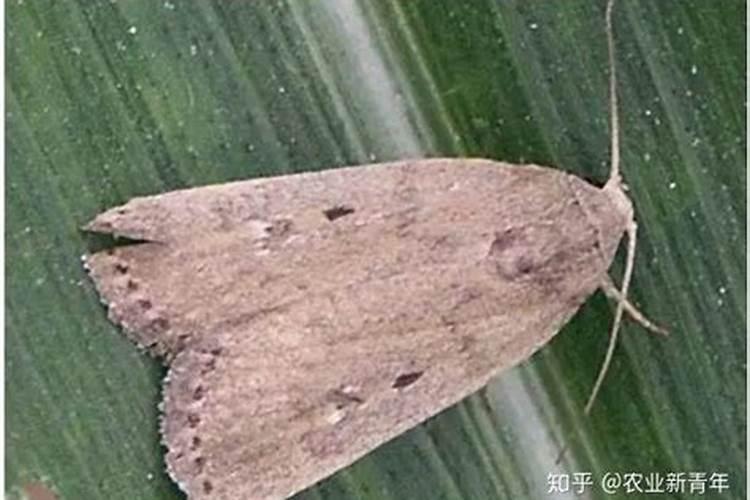 请教大师,二点委叶蛾如何防治
