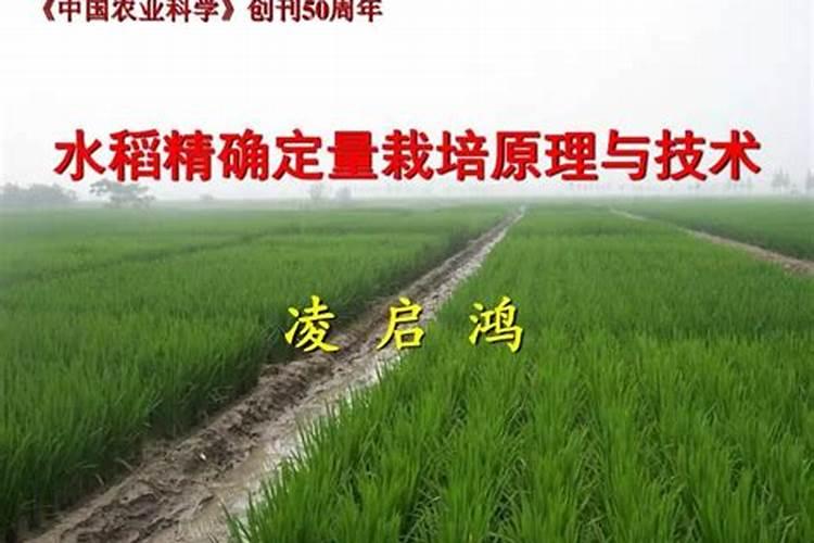 水稻精确定量栽培：农业科技的里程碑