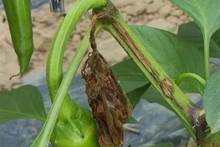 揭秘辣椒疫病：元凶与成因深度分析