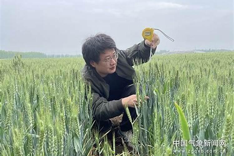 守护丰收的希望：加强大棚蘑菇病害防治策略
