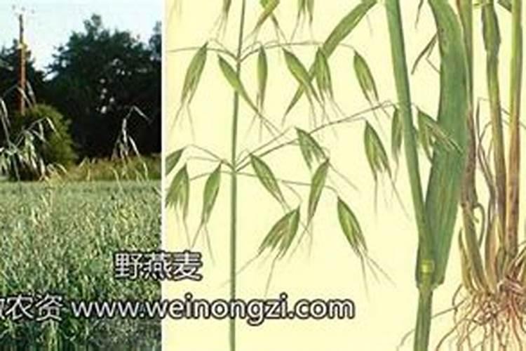 田野卫士：智斗野燕麦与杂草的战略指南