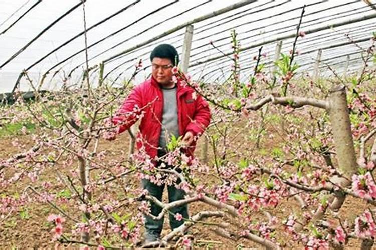 温室油桃打完吡虫啉后多久才能放蜜蜂授粉？