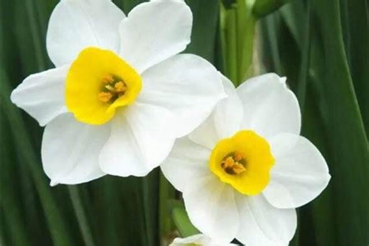 水仙花只长叶不开花是什么原因？