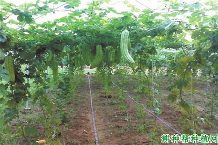 苦瓜施肥过多会怎样？