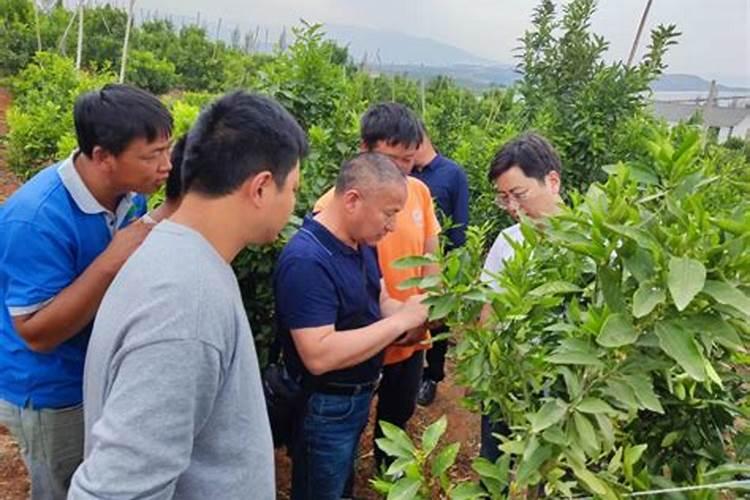 柑桔管理第一要务