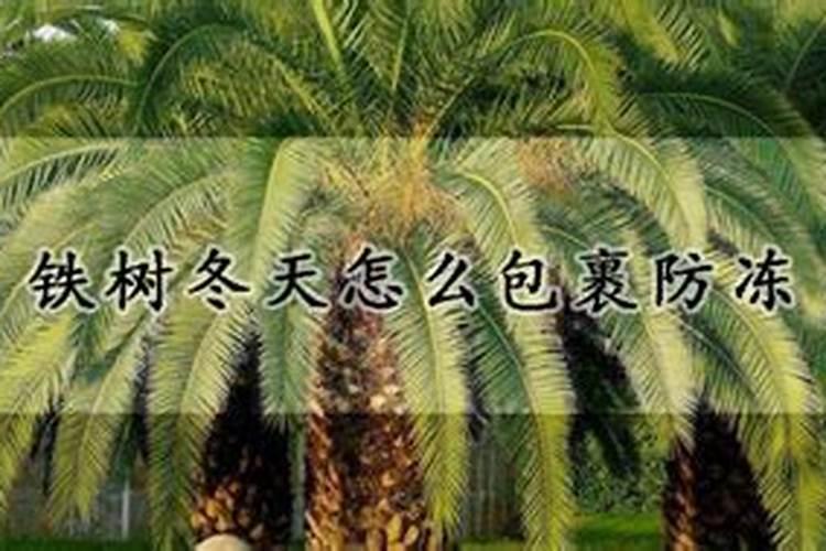 铁树冬天怎么包裹防冻？
