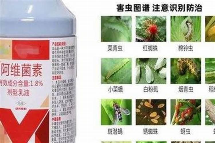 阿维菌素是什么药？阿维菌素主要杀什么害虫？怎样使用效果更好？</p><p>对于菜青虫、甜菜夜蛾、棉铃虫等，可在卵刚孵化时喷洒，使用1.8%阿维菌素乳油1000倍液效果较好。对于红蜘蛛等害虫，可喷洒1.8%阿维菌素3000倍液，同时还能防治蚜虫和茶黄螨。在防治梨木虱时，可用5500倍液1.8%阿维菌素乳油喷洒梨树。若单用阿维菌素效果不佳，可考虑与其他药剂复配使用，以增加防治效果。</p><p><h3 ext>二、阿维菌素主要治什么虫效果最好