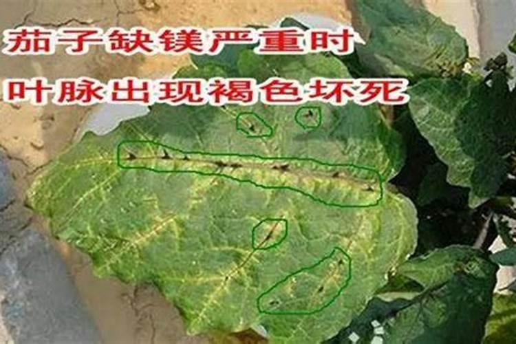 大棚茄子缺素症的发生及防治