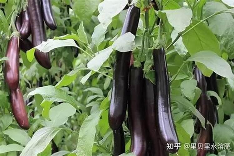 茄子栽培警惕：避开这些致命肥料，确保健康生长